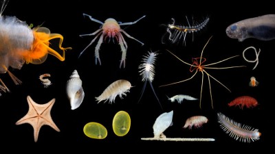 Новые виды морских обитателей